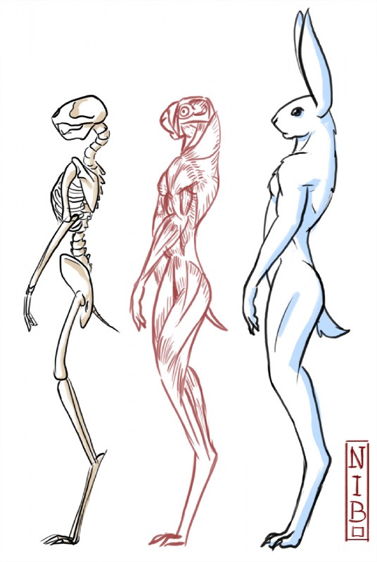 anatomy anthro black_eyes bone fur long_ears long_legs male nude simple_background skeleton solo species_sheet study white_background nibhaaz lagomorph mammal biological_illustration digital_drawing_(artwork) digital_media_(artwork) hi_res letterbox model_sheet technical_illustration