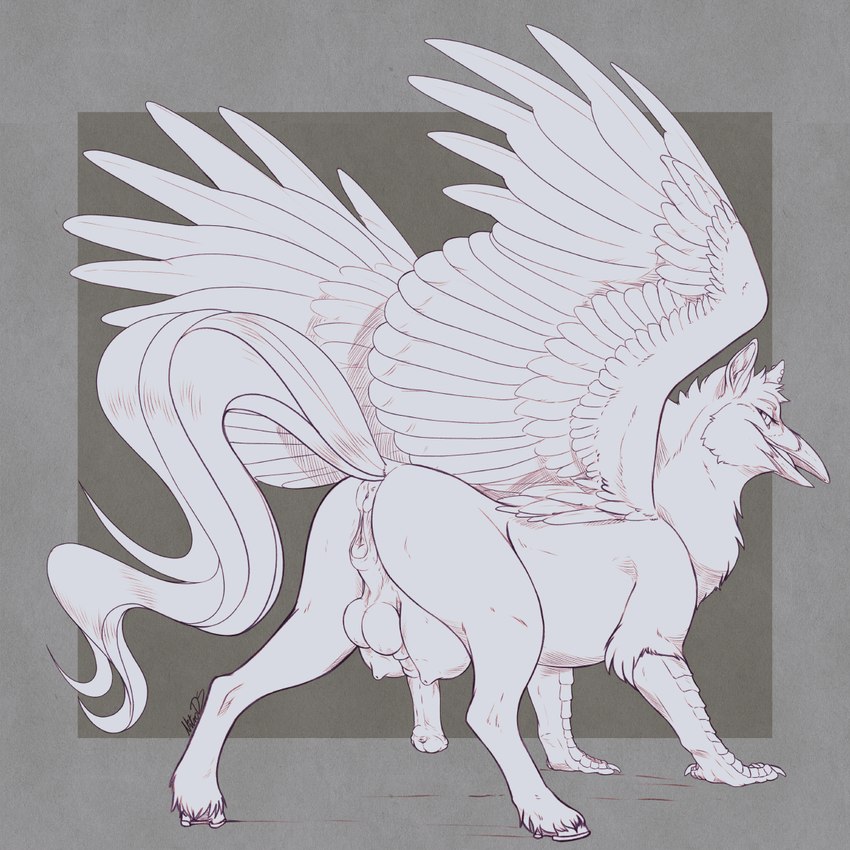 anus balls beak butt feathered_wings feathers feral fur genitals half-erect intersex looking_at_viewer maleherm penis puffy_anus pussy solo teats wings nitrods european_mythology greek_mythology mythology avian hippogriff mythological_avian mythological_creature hi_res