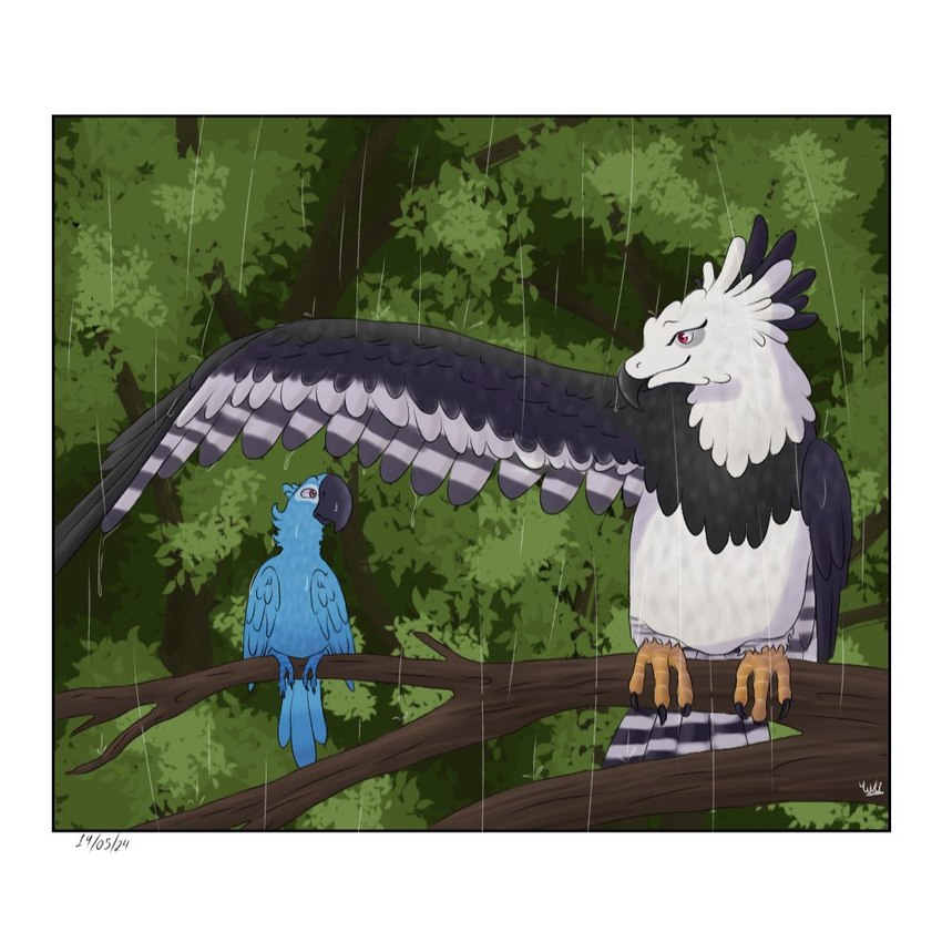 beak black_beak blue_body blue_feathers date duo feathers female feral forest jungle male male/female multicolored_body multicolored_feathers perching plant raining tree yuki2437 blu_waifu blue_sky_studios rio_(series) blu_(rio) hera_the_harpy_eagle_(blu_waifu) accipitrid accipitriform avian bird eagle harpy_eagle macaw neotropical_parrot parrot spix's_macaw true_parrot comic digital_drawing_(artwork) digital_media_(artwork) signature