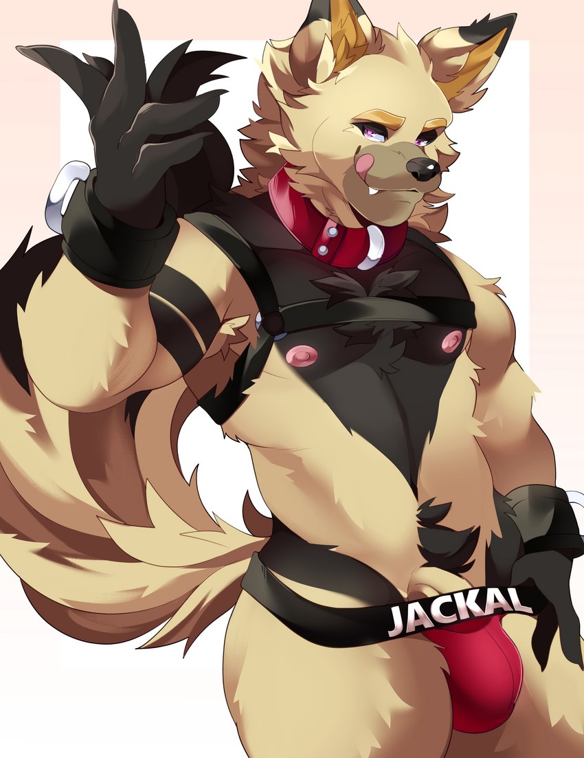 anthro bulge clothing cocky collar erection fur genitals jock jockstrap male markings paws penis penis_base pose pubes smile smirk solo tan_body tan_fur underwear vein veiny_penis solarum canid canine canis jackal mammal absurd_res hi_res