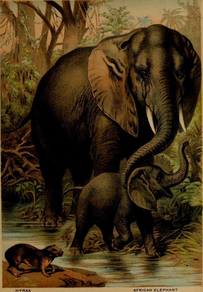 ambiguous_gender feral group plant proboscis_(anatomy) quadruped tail text tree trio trunk_(anatomy) tusks water young young_feral hugh_craig public_domain elephant elephantid hyrax mammal proboscidean 1897 19th_century absurd_res ancient_art english_text hi_res traditional_media_(artwork)