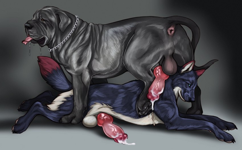 anatomically_correct animal_genitalia animal_penis anus balls belly black_body black_fur blue_body blue_eyes blue_fur bodily_fluids canine_genitalia canine_penis chain chain_leash collar cum detailed_fur dog_paws drooling duo ear_tuft ejaculation erection feral floppy_ears fur genital_fluids genitals knot knotted_penis leash looking_at_viewer lying male male/male multicolored_body multicolored_fur on_front penis penis_on_ground prick_ears quadruped raised_leg rex_(kingmastiff30) saliva simple_background standing_over standing_position tail tongue tongue_out tuft white_belly winston_(draconicthistle) wrinkles jetraraven canid canine canis domestic_dog mammal mastiff molosser neapolitan_mastiff wolf detailed hi_res