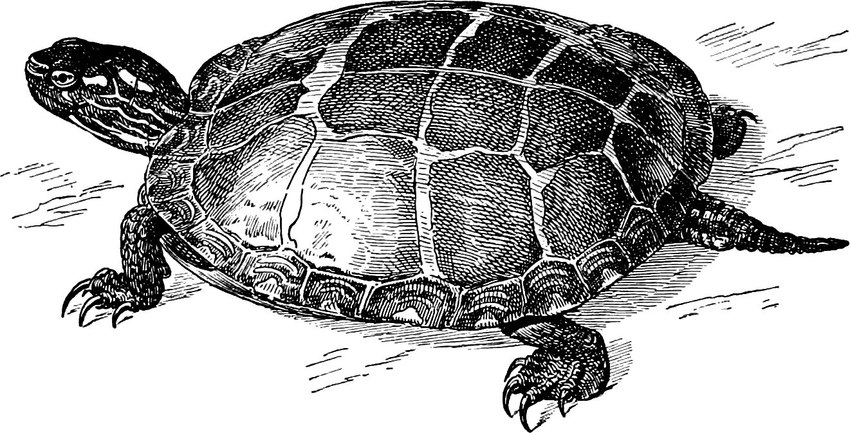 ambiguous_gender black_line_art claws feet feral high-angle_view mouth_closed pupils scales scratchboard shadow shell side_view simple_background solo standing tail toe_claws toes white_background edward_knobel public_domain painted_turtle reptile scalie turtle 1896 19th_century ancient_art black_and_white full-length_portrait line_art monochrome portrait traditional_media_(artwork)