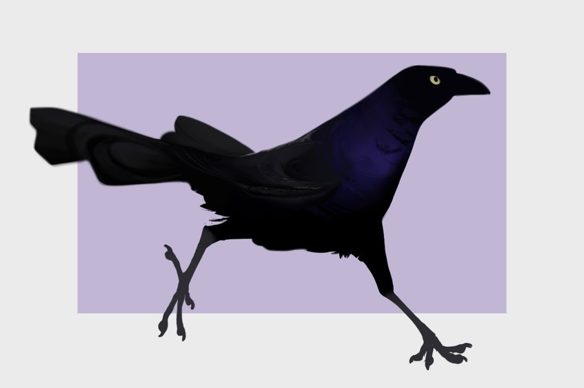 ambiguous_gender beak black_body black_feathers claws feathered_wings feathers feral iridescent iridescent_feathers simple_background solo tail tail_feathers walking wings yellow_eyes wetchop avian bird grackle icterid oscine passerine