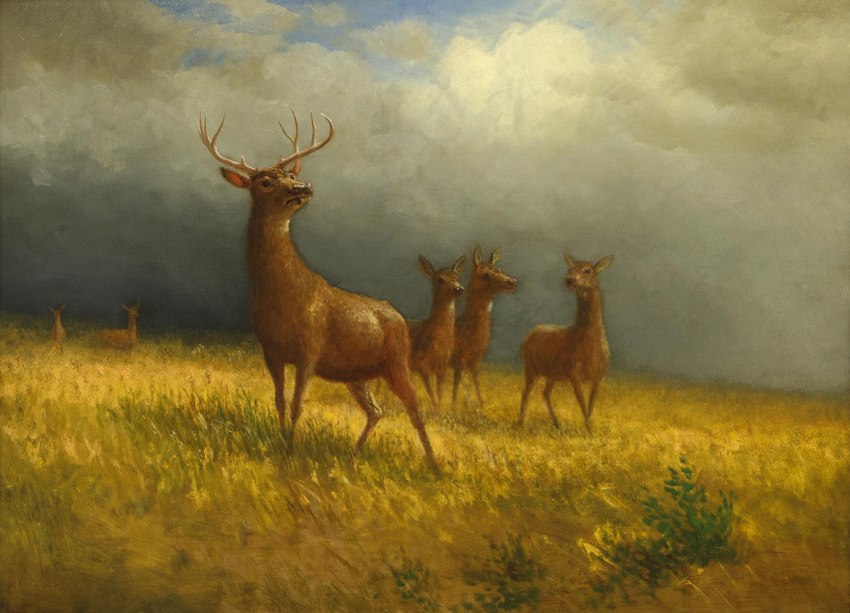 2_horns antlers black_eyes black_nose brown_body brown_ears brown_fur cloud day female feral fur grass group head_turned hooves horn male outside pink_inner_ear plant quadruped sky snout standing unguligrade white_antlers white_inner_ear albert_bierstadt deer mammal 1885 19th_century ancient_art formal_art hi_res oil_painting_(artwork)