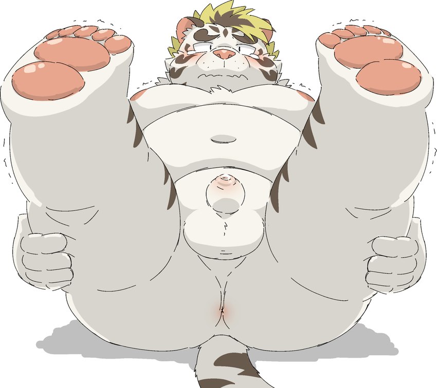 anthro anus balls belly blush butt genitals humanoid_hands kemono male moobs navel nipples overweight overweight_male penis small_penis solo white_body ptcmtr lifewonders tokyo_afterschool_summoners licho_(tas) felid mammal pantherine tiger 2022 hi_res