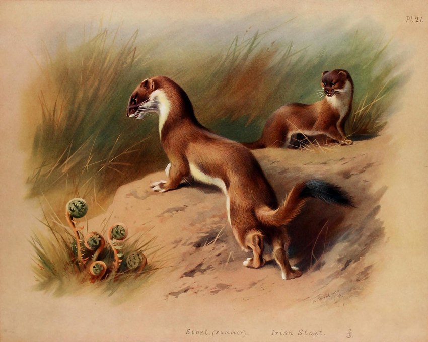 ambiguous_gender belly brown_body brown_fur digitigrade duo feral fur grass nude outside plant quadruped text whiskers white_belly white_body white_fur archibald_thorburn public_domain mammal mustelid musteline stoat true_musteline weasel 1919 20th_century 5:4 ancient_art biological_illustration dated english_text hi_res signature species_name technical_illustration zoological_illustration