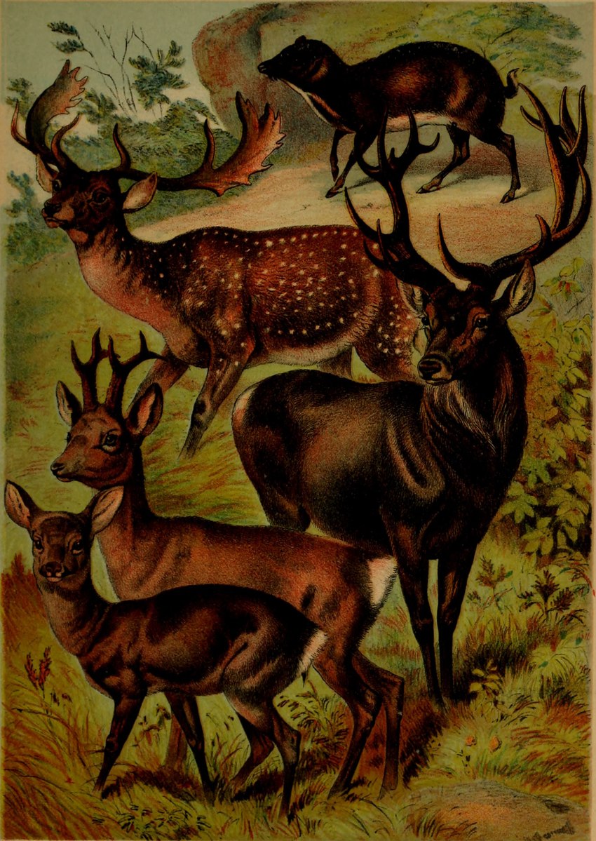 antlers feral group hooves horn male plant quadruped scut_tail short_tail tail hugh_craig public_domain cervine chevrotain deer fallow_deer mammal new_world_deer roe_deer 1897 19th_century absurd_res ancient_art hi_res traditional_media_(artwork)