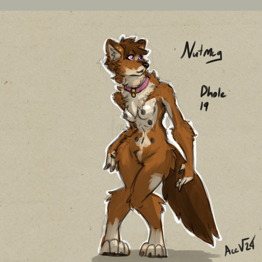 anthro black_nipples chest_tuft collar collar_only digitigrade ear_piercing female fluffy fluffy_tail inner_ear_fluff leg_markings looking_aside markings multi_nipple nipples nude piercing pink_collar pointy_ears prick_ears socks_(marking) tail tuft acev canid canine dhole mammal 1:1 2024 absurd_res hi_res